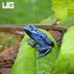 Blue Azureus Tinctorius Dart Frogs (Dendrobates tinctorious) for sale
