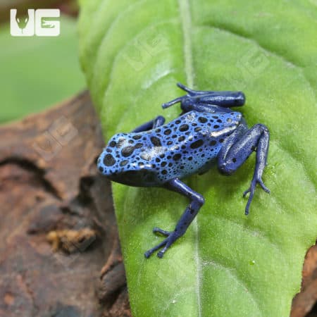 Blue Azureus Tinctorius Dart Frogs (Dendrobates tinctorious) for sale