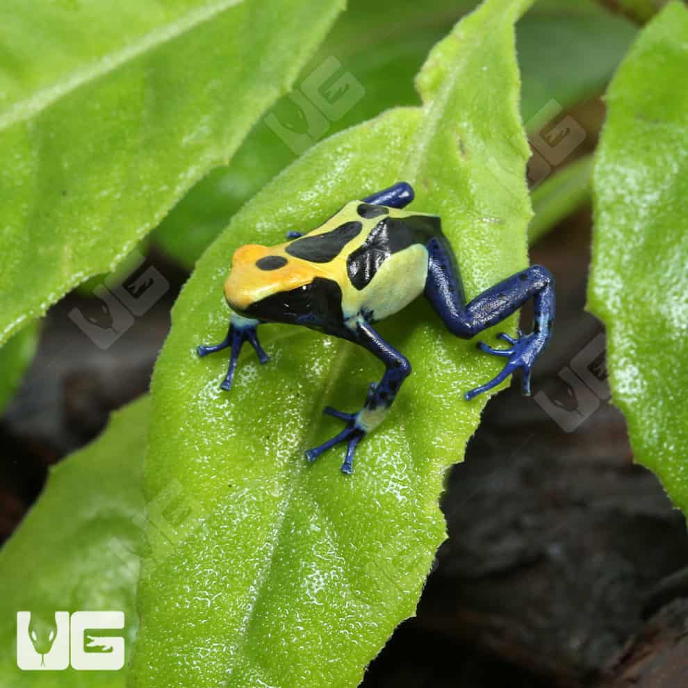 Cobalt Blue Tinctorius Dart Frogs For Sale Underground Reptiles