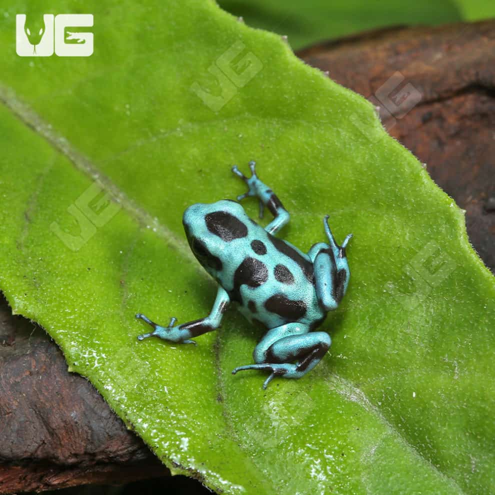 Highland Bronze Auratus Dart Frogs For Sale Underground Reptiles