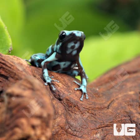 Highland Bronze Auratus Dart Frogs (Dendrobates auratus) For Sale - Underground Reptiles