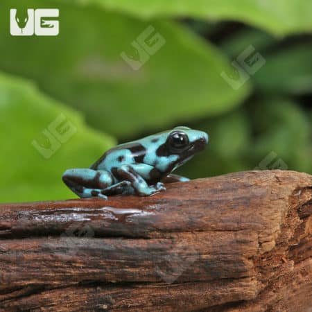 Highland Bronze Auratus Dart Frogs (Dendrobates auratus) For Sale - Underground Reptiles
