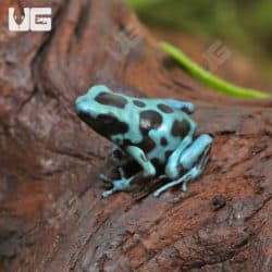 Highland Bronze Auratus Dart Frogs (Dendrobates auratus) For Sale - Underground Reptiles