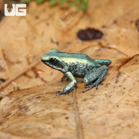 Mint Terribilis Dart Frogs (Phyllobates terribilis) For Sale - Underground Reptiles