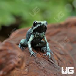 Mint Terribilis Dart Frogs (Phyllobates terribilis) For Sale - Underground Reptiles