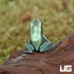 Mint Terribilis Dart Frogs (Phyllobates terribilis) For Sale - Underground Reptiles