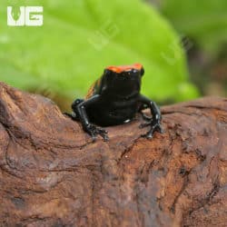 Orange Splash Back Dart Frogs (Adelphobates galactonotus) For Sale - Underground Reptiles