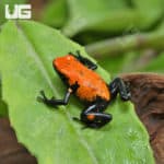 Orange Splash Back Dart Frogs (Adelphobates galactonotus) For Sale - Underground Reptiles