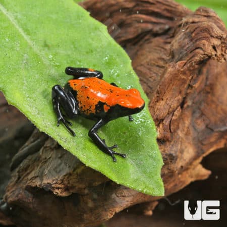 Orange Splash Back Dart Frogs (Adelphobates galactonotus) For Sale - Underground Reptiles