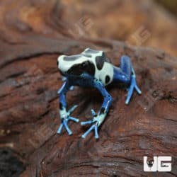 Oyapok Tinctorius Dart Frogs (Dendrobates tinctorious) For Sale - Underground Reptiles