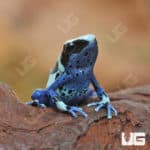 Oyapok Tinctorius Dart Frogs (Dendrobates tinctorious) For Sale - Underground Reptiles