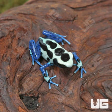 Oyapok Tinctorius Dart Frogs (Dendrobates tinctorious) For Sale - Underground Reptiles