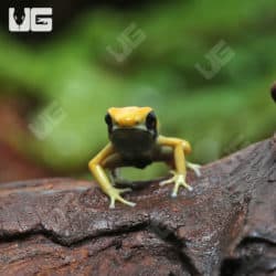 C.B. Matecho Tinctorius Dart Frogs (Dendrobates tinctorius 