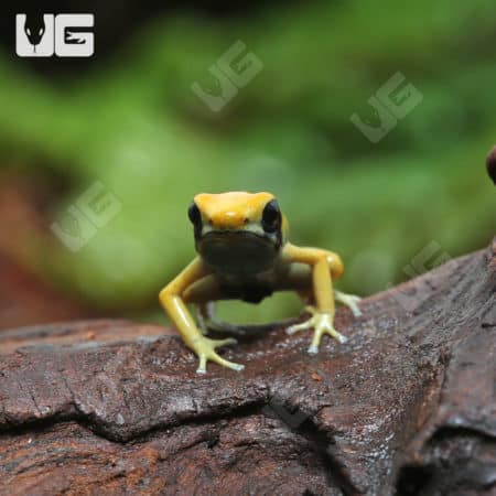 C.B. Matecho Tinctorius Dart Frogs (Dendrobates tinctorius "Matecho") for sale