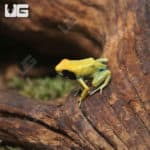 C.B. Matecho Tinctorius Dart Frogs (Dendrobates tinctorius 