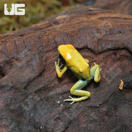 C.B. Matecho Tinctorius Dart Frogs (Dendrobates tinctorius "Matecho") for sale
