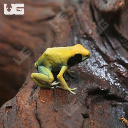 C.B. Matecho Tinctorius Dart Frogs (Dendrobates tinctorius "Matecho") for sale