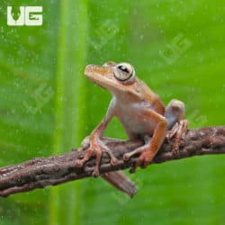 Convict Tree Frogs (Hypsiboas calcaratus) for sale