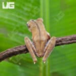 Convict Tree Frogs (Hypsiboas calcaratus) for sale