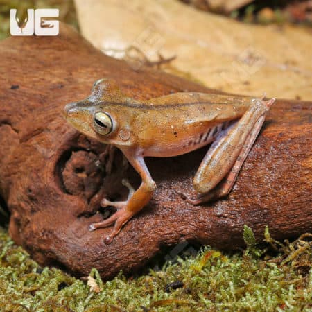 Convict Tree Frogs (Hypsiboas calcaratus) for sale