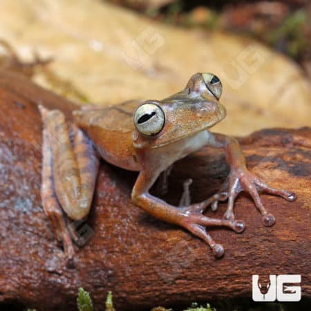 Convict Tree Frogs (Hypsiboas calcaratus) for sale
