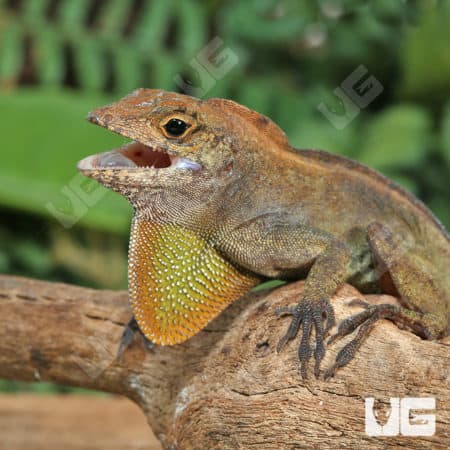 Crested Anoles (Anolis cristatellus cristatellus) for sale