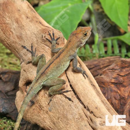 Crested Anoles (Anolis cristatellus cristatellus) for sale