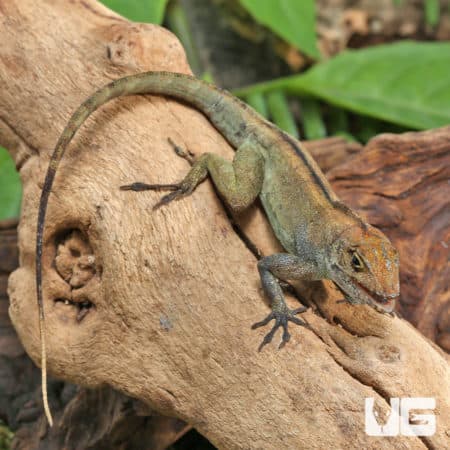 Crested Anoles (Anolis cristatellus cristatellus) for sale