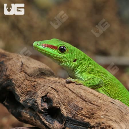 Crimson Giant Day Geckos (Phelsuma grandis) For Sale - Underground Reptiles