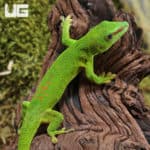 Crimson Giant Day Geckos (Phelsuma grandis) For Sale - Underground Reptiles