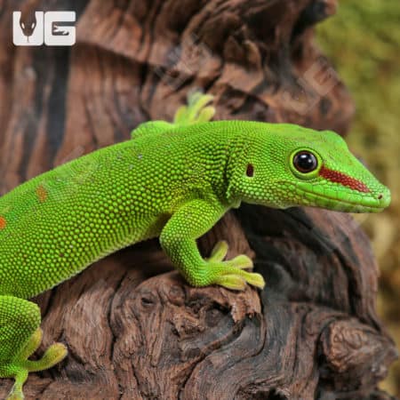 Crimson Giant Day Geckos (Phelsuma grandis) For Sale - Underground Reptiles