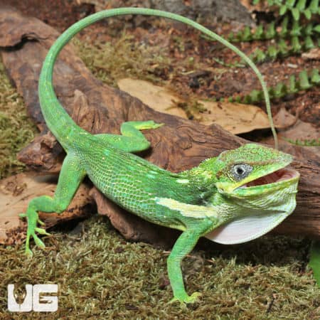 Adult Cuban Knight Anoles (Anolis equestris) for sale