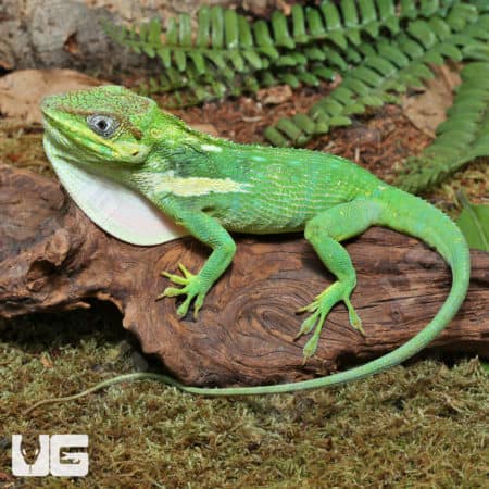 Adult Cuban Knight Anoles (Anolis equestris) for sale