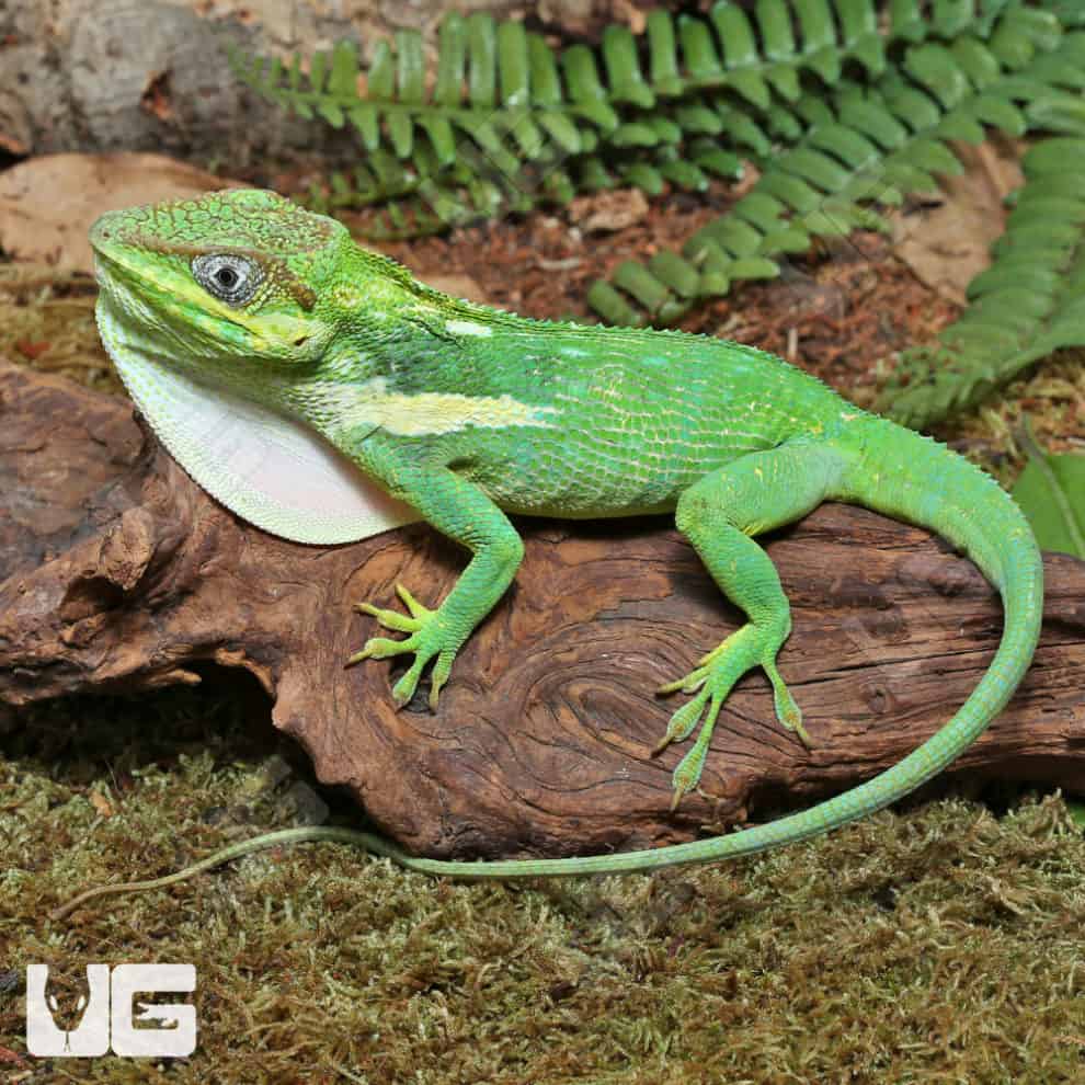 Adult Cuban Knight Anoles For Sale Underground Reptiles