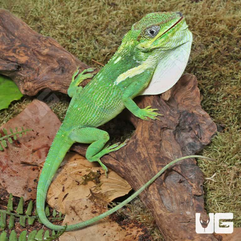 Adult Cuban Knight Anoles For Sale - Underground Reptiles