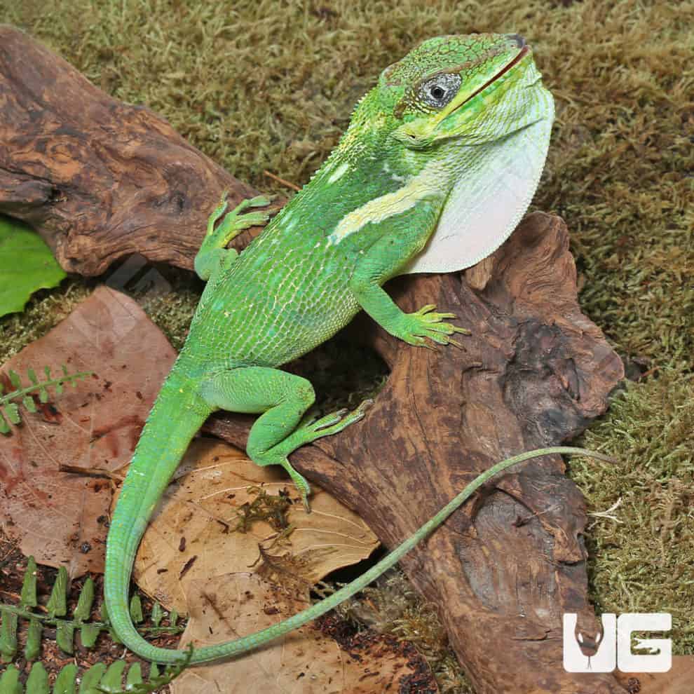 Adult Cuban Knight Anoles For Sale Underground Reptiles
