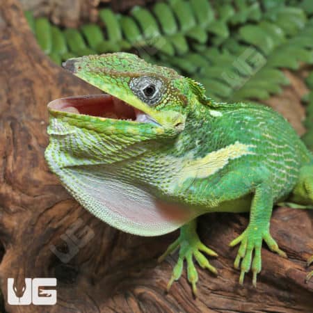 Adult Cuban Knight Anoles (Anolis equestris) for sale