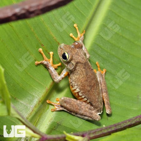 Emerald Eye Tree Frog (Hypsiboas crepitans) For Sale - Underground Reptiles