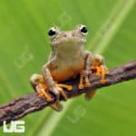 Emerald Eye Tree Frog (Hypsiboas crepitans) For Sale - Underground Reptiles