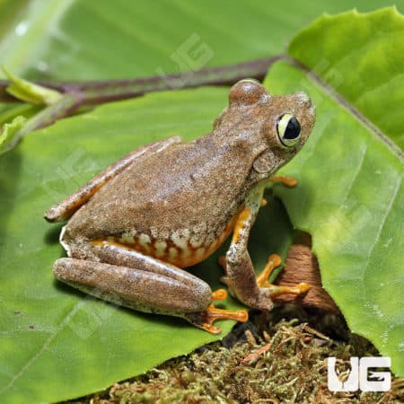 Emerald Eye Tree Frog (Hypsiboas crepitans) For Sale - Underground Reptiles