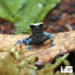 Powder Blue Tinctorius Dart Frog (Dendrobates tinctorious) at the lowest prices