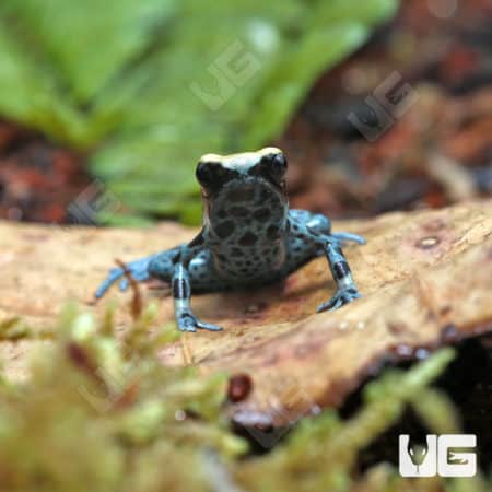 Powder Blue Tinctorius Dart Frog (Dendrobates tinctorious) at the lowest prices