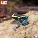 Powder Blue Tinctorius Dart Frog (Dendrobates tinctorious) at the lowest prices