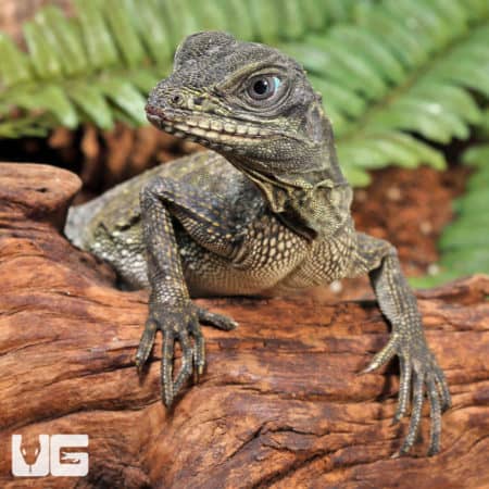 Indonesian Giant Sailfin Dragon (Hydro. microlophus) For Sale - Underground Reptiles