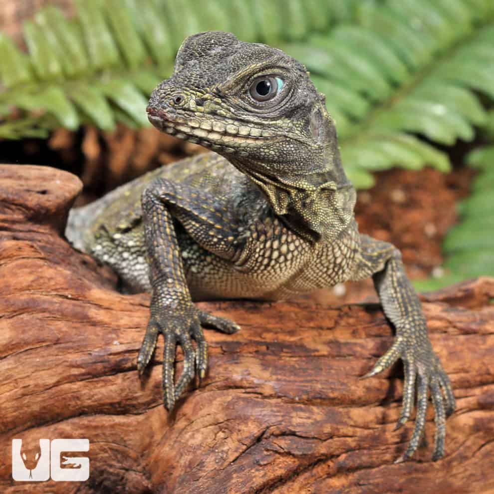 Indonesian Giant Sailfin Dragons For Sale Underground Reptiles