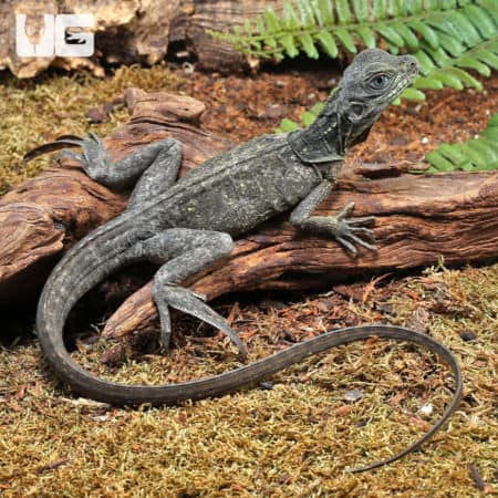 Indonesian Giant Sailfin Dragon (Hydro. microlophus) For Sale - Underground Reptiles