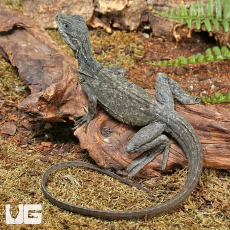 Indonesian Giant Sailfin Dragon (Hydro. microlophus) For Sale - Underground Reptiles