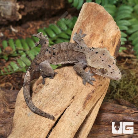 Juvenile Dark Dalmatian Crested Gecko (Correlophus ciliatus) For Sale - Underground Reptiles