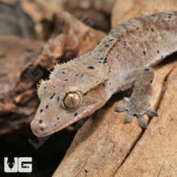 Juvenile Dark Dalmatian Crested Gecko (Correlophus ciliatus) For Sale - Underground Reptiles