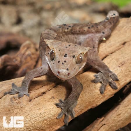 Juvenile Dark Dalmatian Crested Gecko (Correlophus ciliatus) For Sale - Underground Reptiles